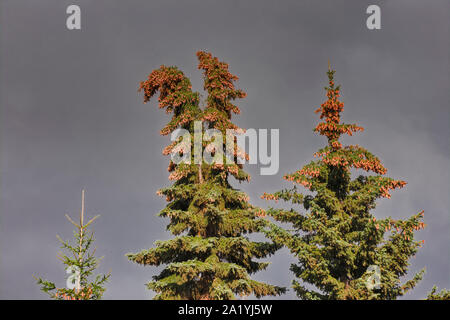 Blue spruce branches. Blue spruce branches with cones in the city park in the fall. Stock Photo