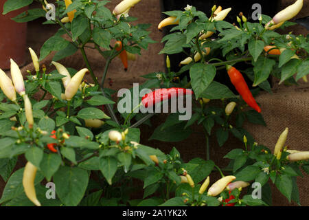 'Aji Omnicolor' 50,000 Scoville heat units. Stock Photo