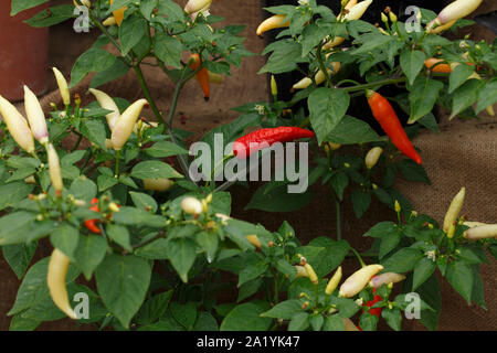 'Aji Omnicolor' 50,000 Scoville heat units. Stock Photo