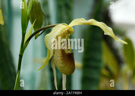 Phragmipedium X Giganteum flower Phragmipedium caudatum  x Phragmipedium grande. Slipper orchid Stock Photo