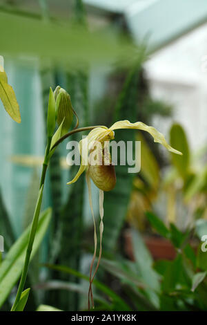 Phragmipedium X Giganteum flower Phragmipedium caudatum  x Phragmipedium grande. Slipper orchid Stock Photo