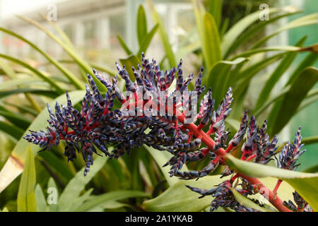 Flower stalks of the Aechmea Blue Tango cultivar bromeliaceae, bromeliad Stock Photo