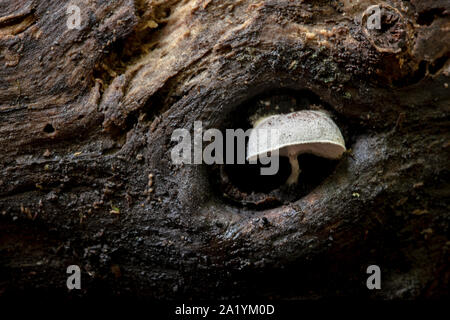 Small white mushroom growing in tiny cavity on tree trunk - Barnett Branch Trail - Pisgah National Forest, near Brevard, North Carolina, USA Stock Photo