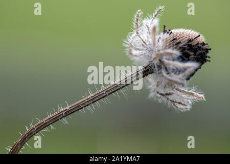 Close-up of hairy stem of dry black-eyed susan flower - Brevard, North Carolina, United States Stock Photo