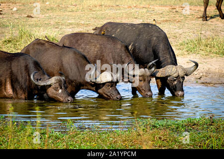 Four cape buffalos drinking water from a waterhole Stock Photo