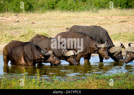 Five cape buffalos drinking water from a waterhole Stock Photo
