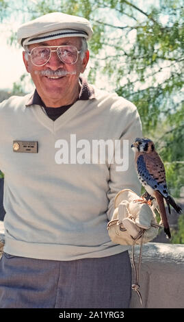 A male docent holds an American kestrel (Falco sparverius) while he gives a demonstration about birds of prey to visitors at the famed Arizona-Sonora Desert Museum in Tucson, Arizona, USA. Sometimes called a sparrowhawk, the kestrel is the smallest and most common falcon in North America. Perched on the man's glove-protected hand and tethered by a leather jess (cord), the handsome little raptor is among dozens of native birds, mammals, reptiles, amphibians and insects that can be seen at this 98-acre indoor/outdoor natural history museum. Stock Photo