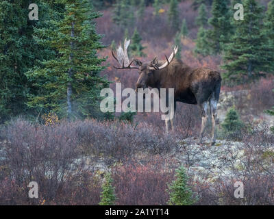 Bull Moose in Denali National Park, Alaska Stock Photo