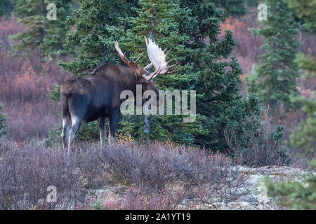 Bull Moose in Denali National Park, Alaska Stock Photo
