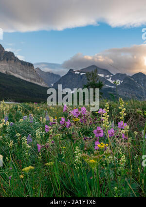 Yellow Wildflowers in Glacier National Park, Montana Stock Photo - Alamy
