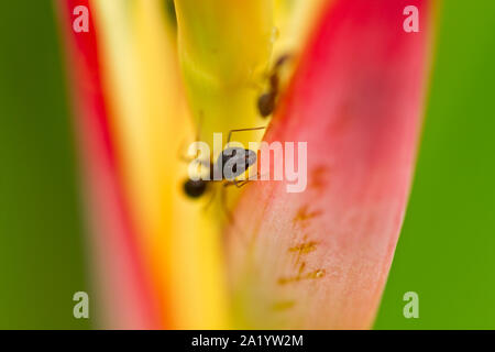 close up view of an ant on the heliconia plant flower Stock Photo