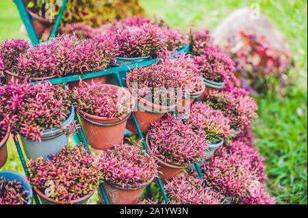 wall of violet flowers in pots. Garden concept Stock Photo