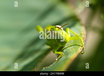 macro shot of a young grasshopper resting on a green leaf in the morning sunlight Stock Photo