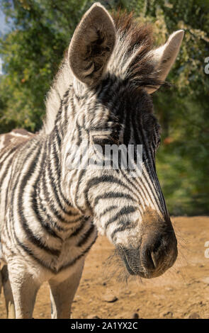 Portrait of a young baby zebra in the bush in Botswana, with green trees in the background Stock Photo