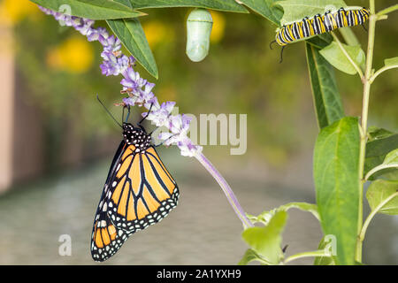 Monarch Trinity: Chrysalis, caterpillar and butterfly, Danaus Plexippus, on milkweed Stock Photo