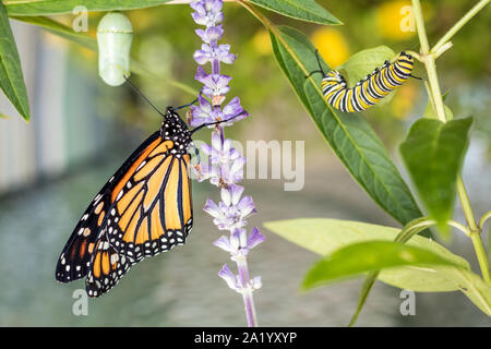 Monarch Trinity: Chrysalis, caterpillar and butterfly, Danaus Plexippus, on milkweed Stock Photo