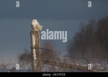 A Snowy Owl Perched on a Fence Post Stock Photo