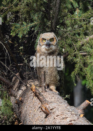 Great Horned Owl Fledgling in Alaska Stock Photo