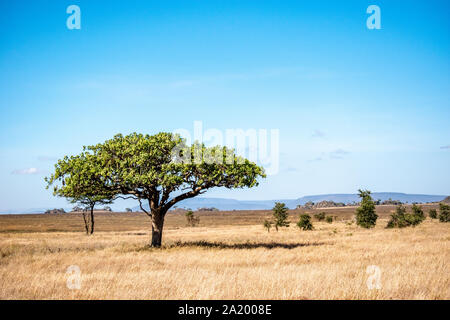 Serengeti landscapes with beautiful acacia trees. Stock Photo