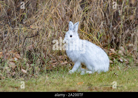Snowshoe Hare in Alaska Stock Photo