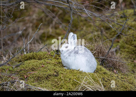 Snowshoe Hare in Alaska Stock Photo