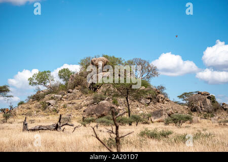 Serengeti landscapes with beautiful acacia trees. Stock Photo