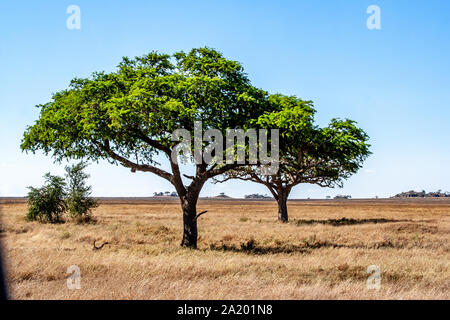 Serengeti landscapes with beautiful acacia trees. Stock Photo