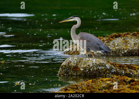 A side view of a Great Blue Heron (Ardea herodias), standing fishing on the shore of a small cove on Vancouver Island British Columbia Canada.