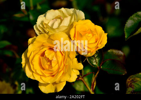 A cluster of three yellow roses growing together in a rose garden Stock Photo