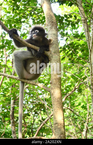 Dusky leaf monkey ( Spectacled langur ) on tree in forest with natural green background at Khao Sam Roi Yot National Park , Thailand Stock Photo