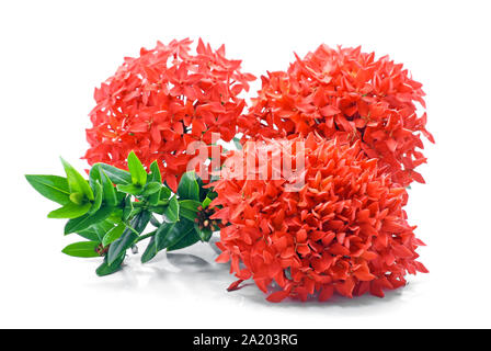 Ixora coccinea flower isolated on white background Stock Photo