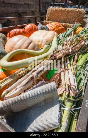 A trailer load of assorted Halloween squashes, in the Santa Ynez Valley of California, for the traditional decorating of front porches and other place Stock Photo