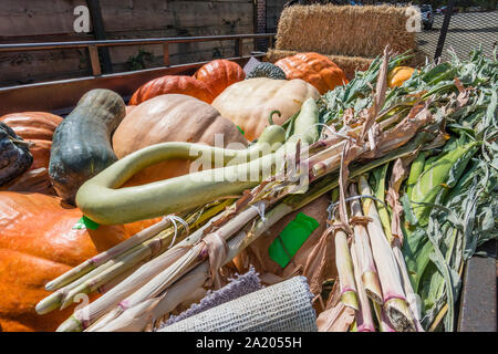 A trailer load of assorted Halloween squashes, in the Santa Ynez Valley of California, for the traditional decorating of front porches and other place Stock Photo