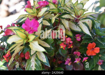 Flowers in Bloom Stock Photo