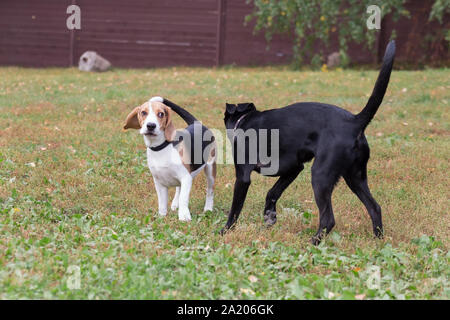 Cute homeless puppy and beagle puppy are playing in the autumn park. Seasons of the year. Stock Photo