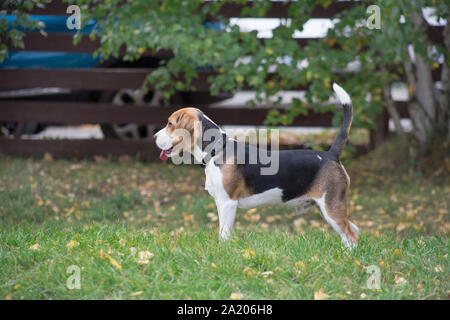 Cute beagle puppy is standing on the green grass in autumn park. Pet animals. Purebred dog. Stock Photo