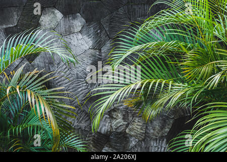 Dark grey concrete stone wall background with green tropical palm leaves. Jungle texture with empty space Stock Photo