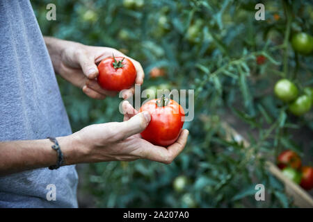 Farmer is picking red ripe tomatoes in his greenhouse. Natural farming and healthy eating concept Stock Photo