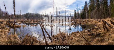Panorama of a flooded wetland area on the lake with dry rotten trees on a sunny winter day Stock Photo