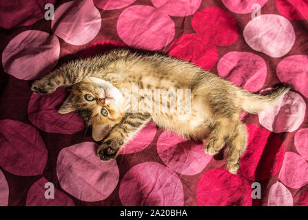 lovely fluffy kitten British golden chinchilla ticked luxuriates in the rays of the evening sun Stock Photo