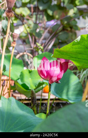 Blossom lotus, a large pink lotus lily flower blooms in a greenhouse among green leaves. Stock Photo