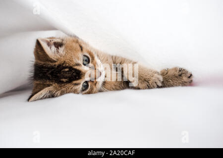 pretty little fluffy kitten British golden chinchilla ticked lying on his side in a white plaid Stock Photo