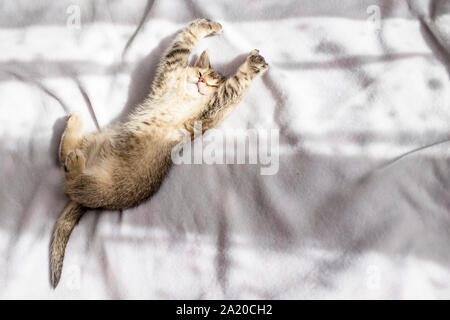 lovely fluffy kitten British golden chinchilla ticked luxuriates in the rays of the evening sun Stock Photo