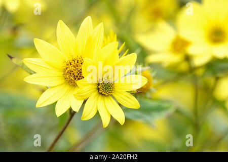 Close-up of two lemon yellow flowers of Helianthus 'Lemon Queen', Sunflower 'Lemon Queen' Stock Photo