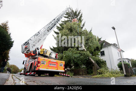 Hanover, Germany. 30th Sep, 2019. Firefighters are recovering a fallen birch. Stormy low 'Mortimer' sweeps across northern Germany. Credit: Julian Stratenschulte/dpa/Alamy Live News Stock Photo