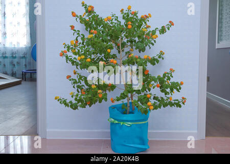 Beautiful flower in a pot of flowers . Pot of yellow flower blue flowerpot over a white background . Stock Photo