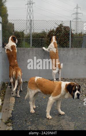 Switzerland, breeding of St. Bernard dogs in Martigny Stock Photo