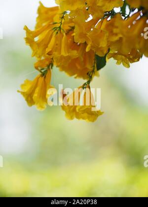 Yellow trumpet flower, ellow elder, Trumpetbush, Tecoma stans blurred of background beautiful in nature Flowering into a bouquet of flowers at the end Stock Photo
