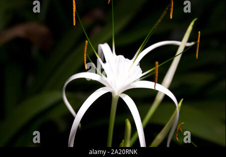 white spider lily with green blurry background Stock Photo