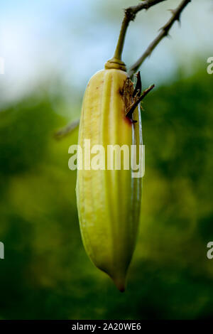 Candle Tree fruit hanging from tree branch. Stock Photo